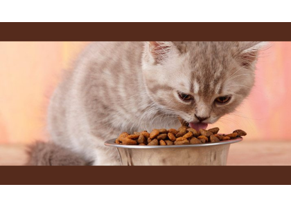 Healthy Cat Treats and Snacks at Peto Cart